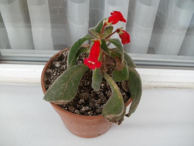 Name:  P1010571a.jpg
Views: 875
Size:  31.4 KB
