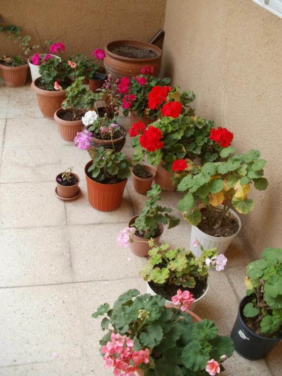 Name:  P1010576a.jpg
Views: 951
Size:  71.9 KB