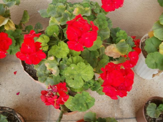 Name:  P1010575a.jpg
Views: 542
Size:  49.4 KB