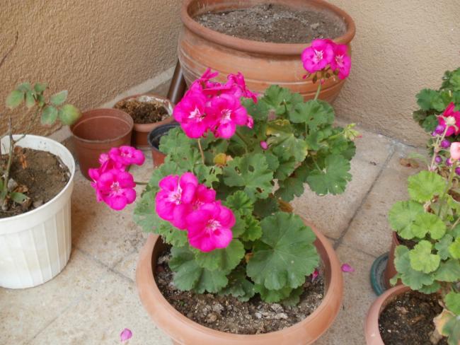 Name:  P1010574a.jpg
Views: 515
Size:  55.4 KB