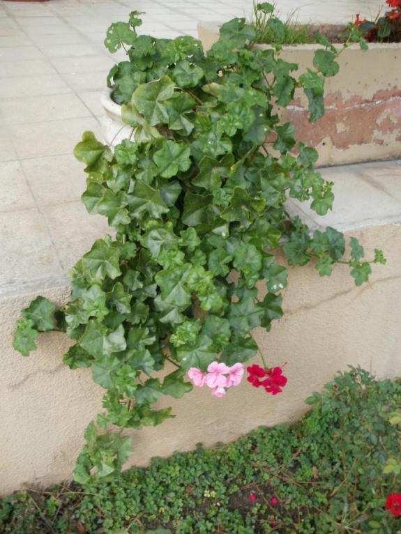 Name:  P1010589a.jpg
Views: 522
Size:  72.8 KB