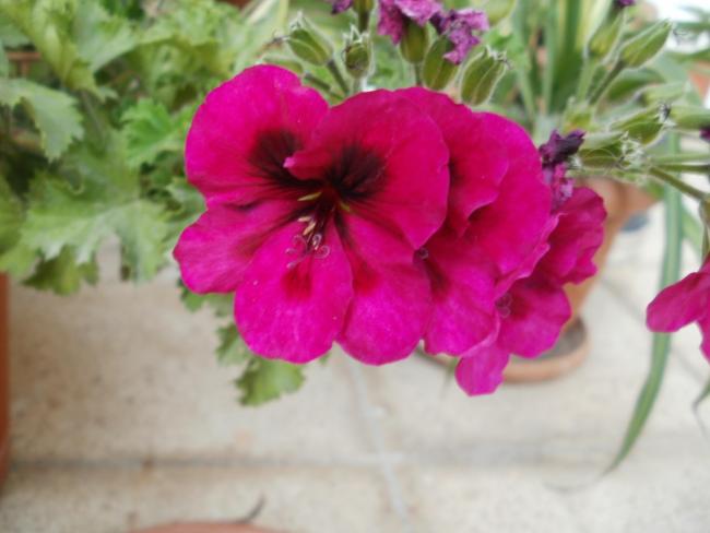 Name:  P1010586a.jpg
Views: 528
Size:  33.8 KB