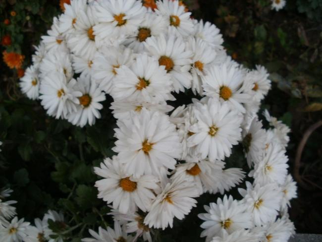 Name:  P1010525a.jpg
Views: 514
Size:  40.6 KB