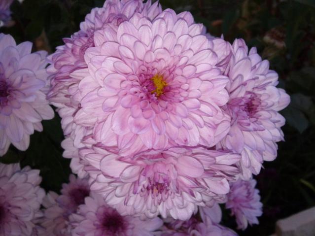 Name:  20131112_075927.jpg
Views: 588
Size:  41.6 KB