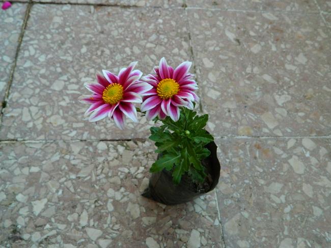 Name:  DSCN1225.jpg
Views: 662
Size:  50.8 KB