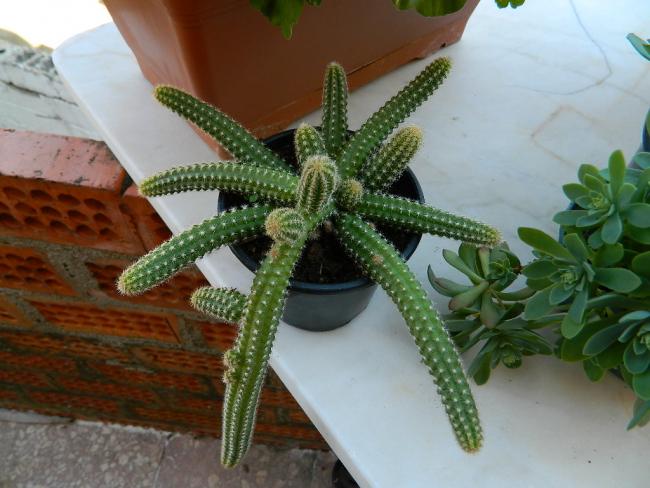 Name:  DSCN1215.jpg
Views: 664
Size:  47.1 KB