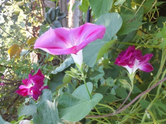 Name:  DSCF1680.jpg
Views: 274
Size:  55.0 KB