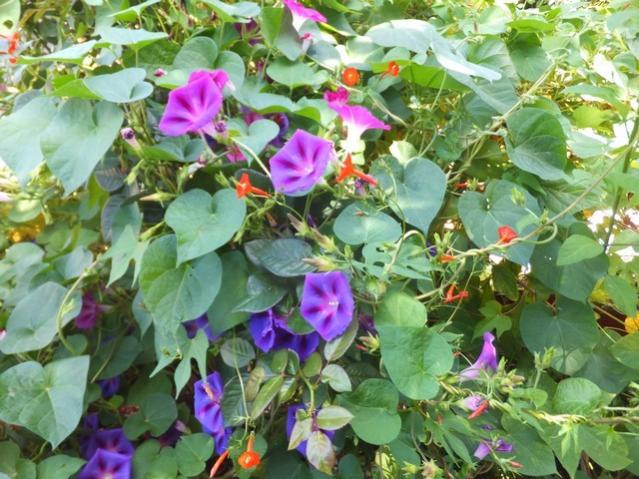 Name:  DSCF1689.jpg
Views: 304
Size:  66.3 KB