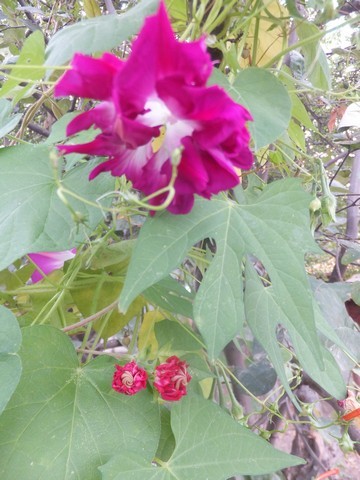 Name:  DSCF1892.jpg
Views: 287
Size:  69.2 KB