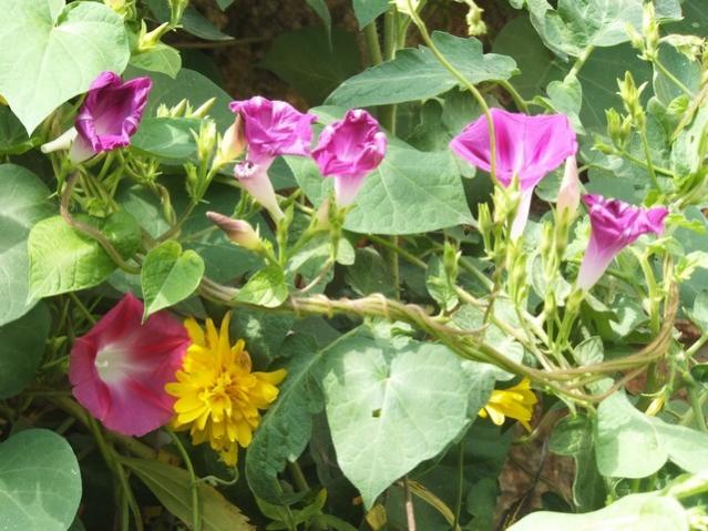 Name:  DSCF1711.jpg
Views: 252
Size:  59.0 KB