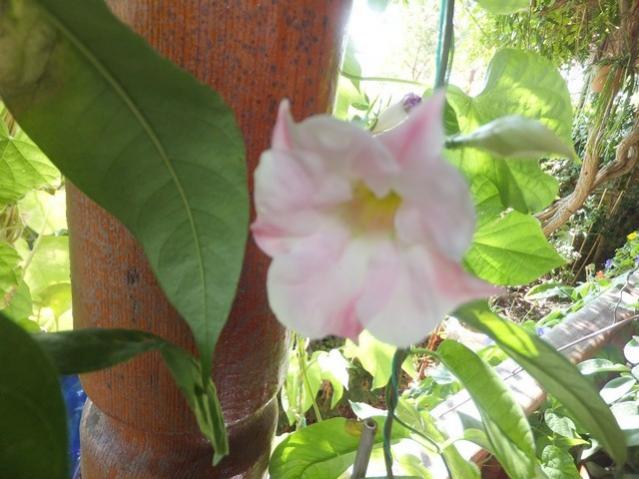 Name:  DSCF1715.jpg
Views: 257
Size:  46.4 KB