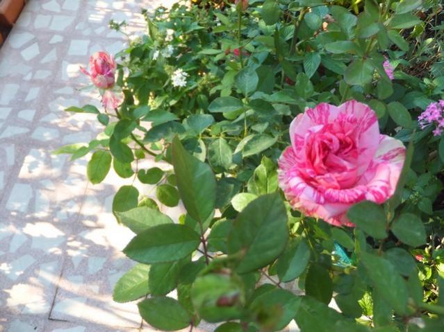 Name:  DSCF1718.jpg
Views: 250
Size:  55.6 KB