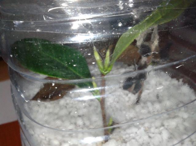 Name:  20131112_195251.jpg
Views: 515
Size:  39.6 KB