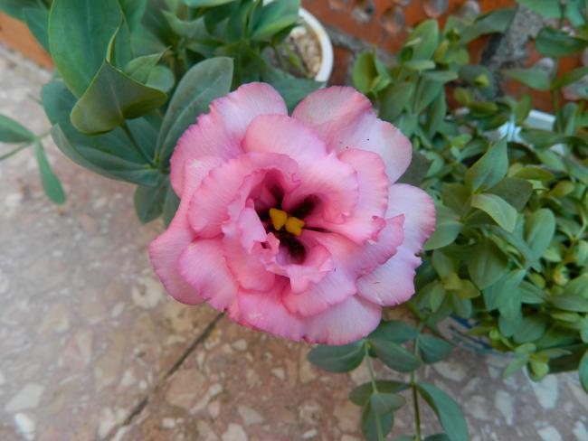 Name:  DSCN1196.jpg
Views: 597
Size:  39.8 KB