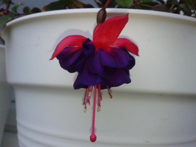 Name:  20131114_074547.jpg
Views: 616
Size:  21.4 KB