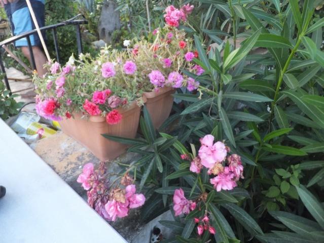 Name:  DSCF1728.jpg
Views: 224
Size:  57.0 KB