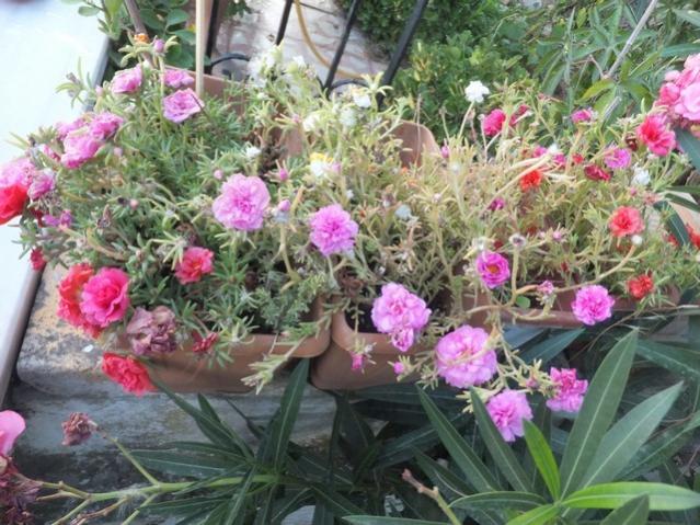 Name:  DSCF1729.jpg
Views: 180
Size:  68.7 KB