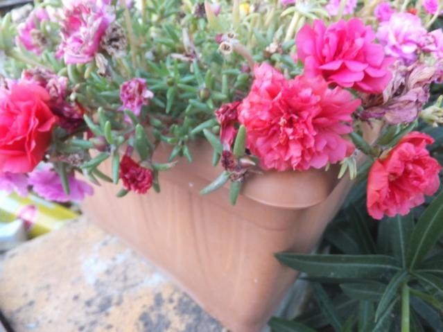 Name:  DSCF1731.jpg
Views: 201
Size:  43.7 KB