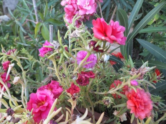 Name:  DSCF1732.jpg
Views: 182
Size:  61.9 KB