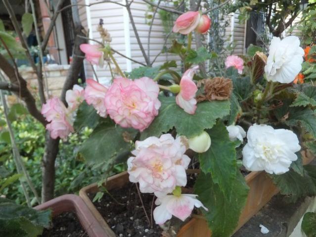 Name:  DSCF1734.jpg
Views: 188
Size:  52.6 KB