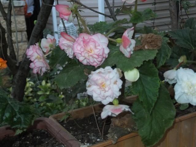 Name:  DSCF1738.jpg
Views: 176
Size:  43.7 KB
