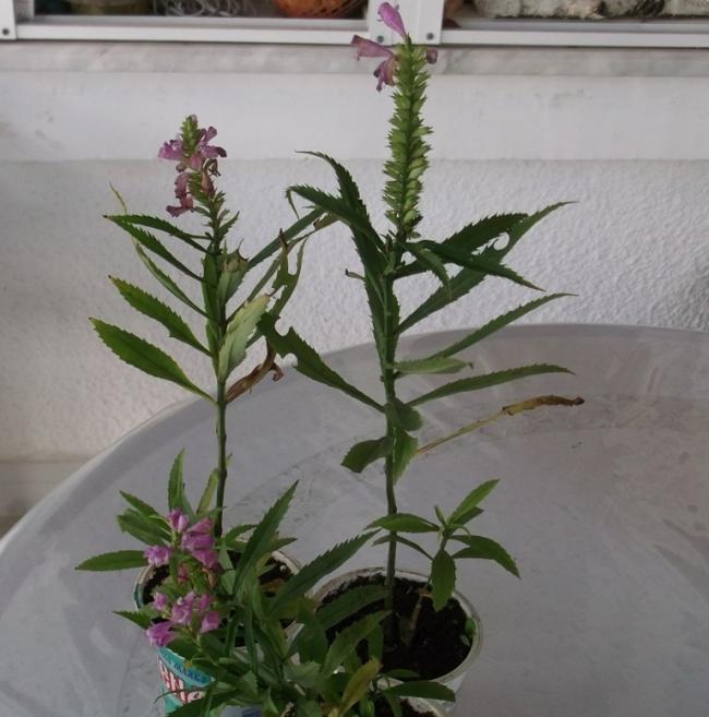 Name:  DSCF4069.jpg
Views: 528
Size:  50.3 KB