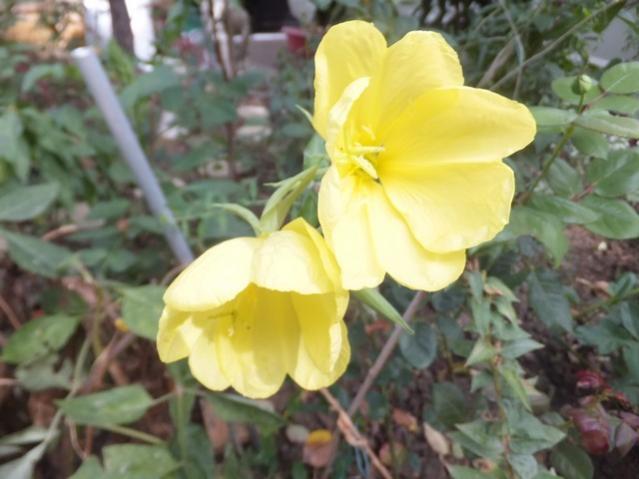 Name:  DSCF1775.jpg
Views: 332
Size:  39.1 KB