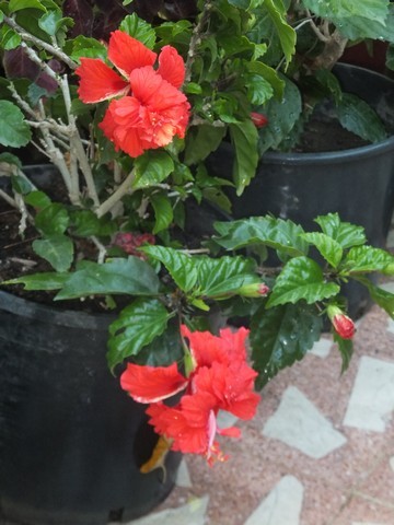 Name:  DSCF1812.jpg
Views: 305
Size:  60.6 KB
