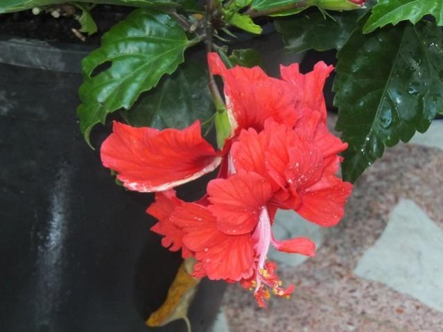 Name:  DSCF1813.jpg
Views: 268
Size:  38.1 KB