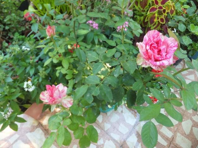 Name:  DSCF1815.jpg
Views: 305
Size:  58.7 KB