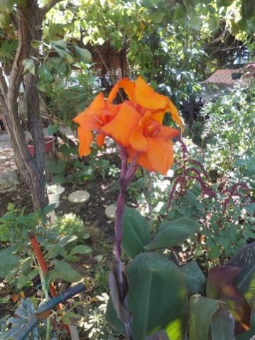 Name:  DSCF1832.jpg
Views: 285
Size:  41.4 KB