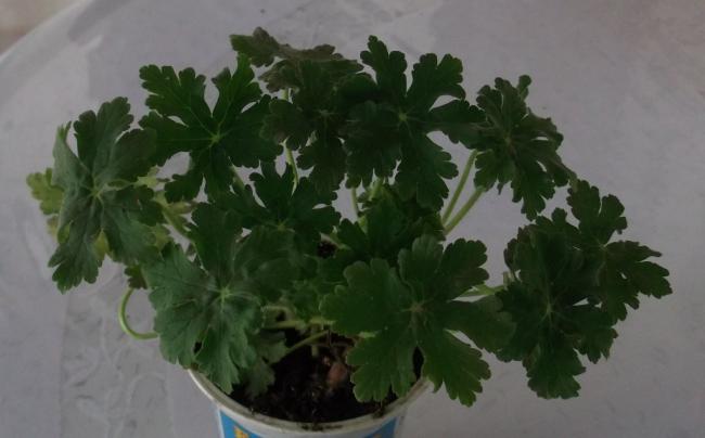 Name:  DSCF4074.jpg
Views: 543
Size:  27.7 KB