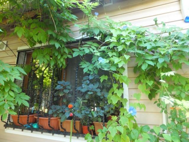 Name:  DSCF1836.jpg
Views: 280
Size:  61.1 KB