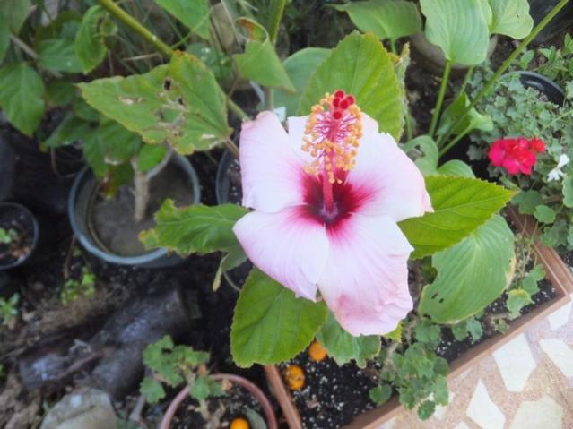 Name:  DSCF1853.jpg
Views: 297
Size:  46.7 KB