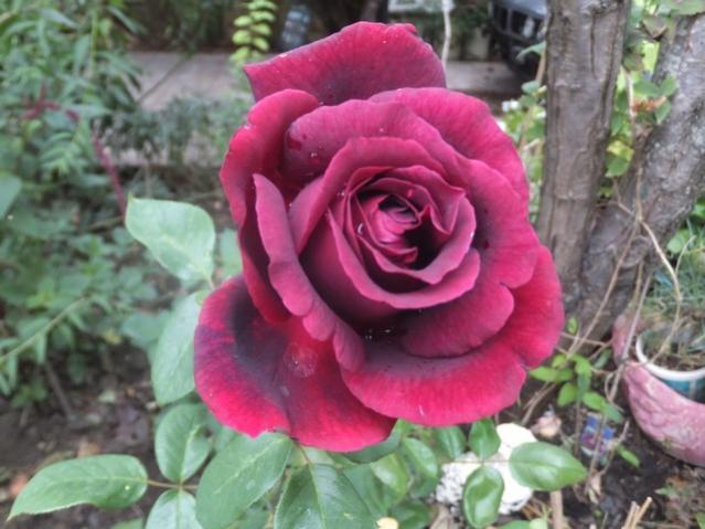 Name:  DSCF1872.jpg
Views: 290
Size:  46.9 KB