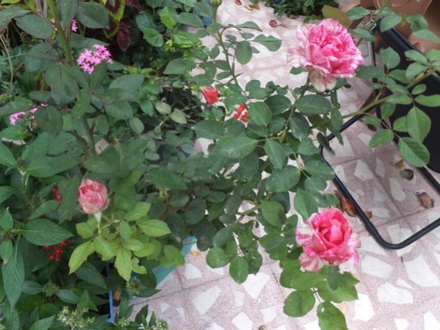 Name:  DSCF1881.jpg
Views: 268
Size:  57.6 KB