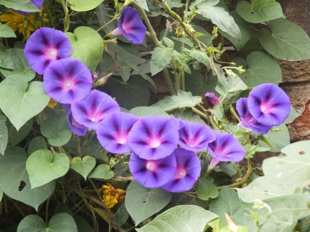 Name:  DSCF1886.jpg
Views: 275
Size:  53.6 KB