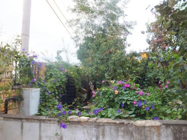 Name:  DSCF1887.jpg
Views: 269
Size:  61.3 KB