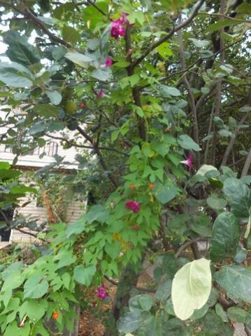 Name:  DSCF1889.jpg
Views: 257
Size:  42.4 KB