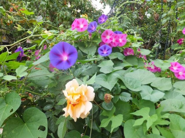 Name:  DSCF1897.jpg
Views: 280
Size:  66.3 KB