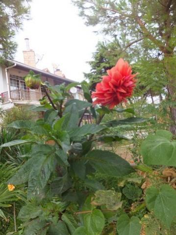 Name:  DSCF1902.jpg
Views: 269
Size:  34.2 KB