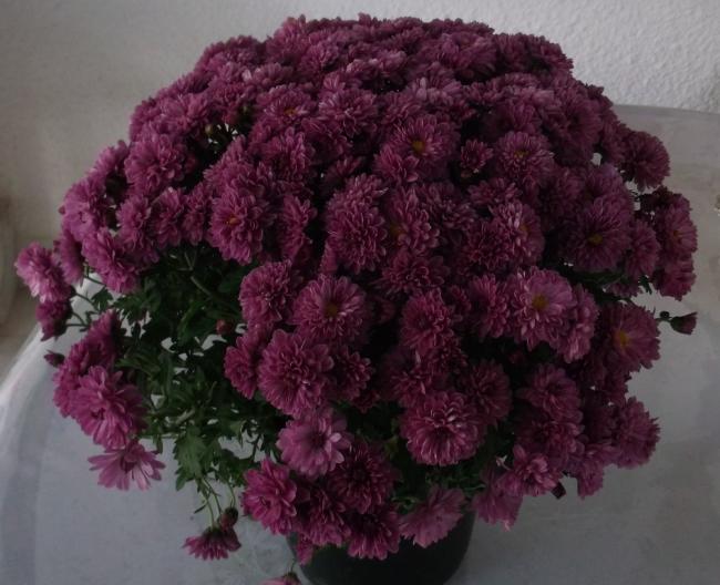 Name:  DSCF4077.jpg
Views: 535
Size:  47.6 KB