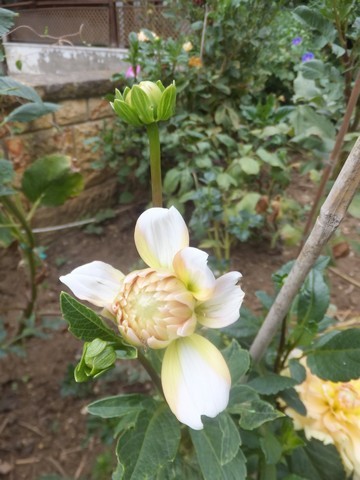 Name:  DSCF1911.jpg
Views: 266
Size:  62.7 KB