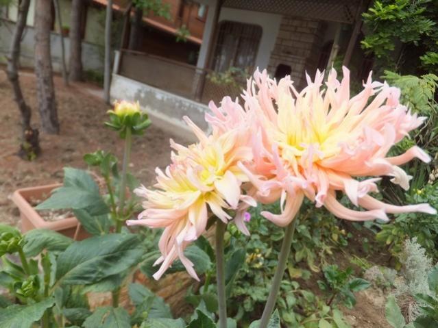 Name:  DSCF1914.jpg
Views: 251
Size:  51.4 KB