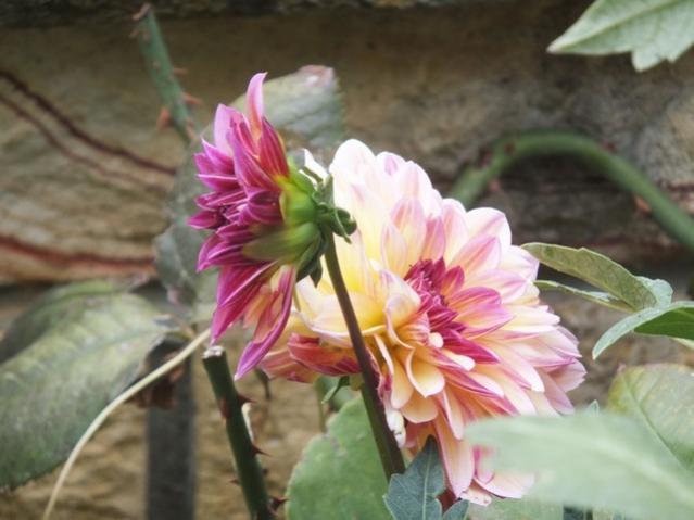 Name:  DSCF1917.jpg
Views: 255
Size:  38.3 KB