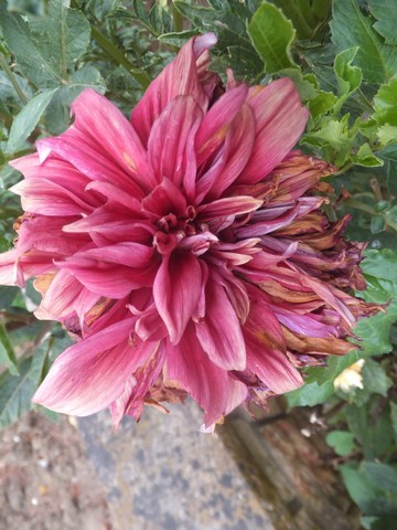 Name:  DSCF1921.jpg
Views: 254
Size:  68.2 KB