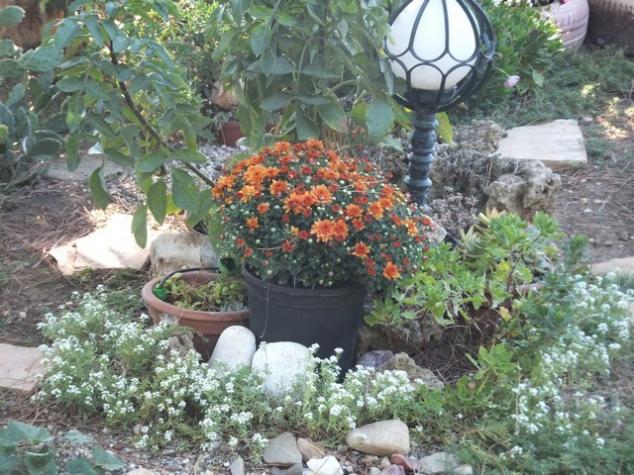 Name:  DSCF1936.jpg
Views: 262
Size:  71.4 KB