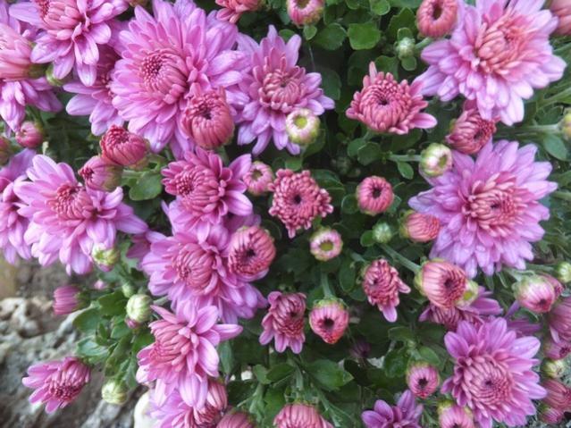 Name:  DSCF1940.jpg
Views: 274
Size:  67.7 KB