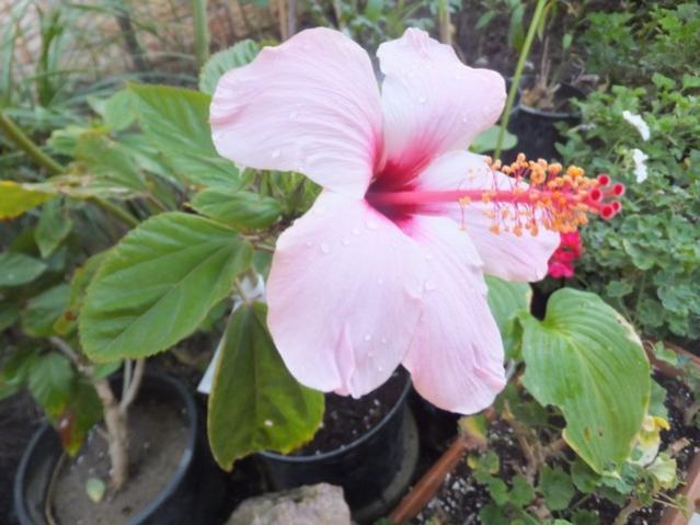 Name:  DSCF1944.jpg
Views: 242
Size:  44.3 KB