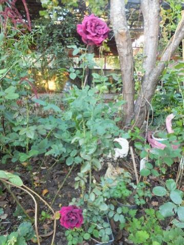 Name:  DSCF1948.jpg
Views: 274
Size:  46.8 KB